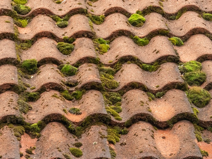 Control-Roof-Moss-Lakewood-WA