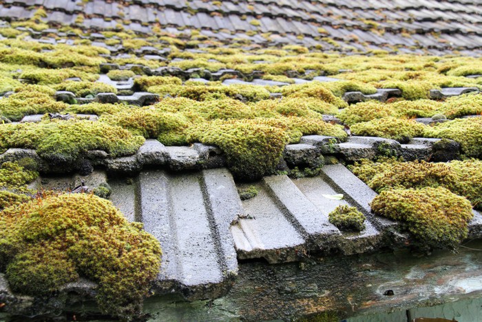 Roof-Moss-Control-Lakewood-WA