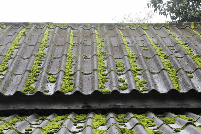 Roof-Moss-Control-Milton-WA